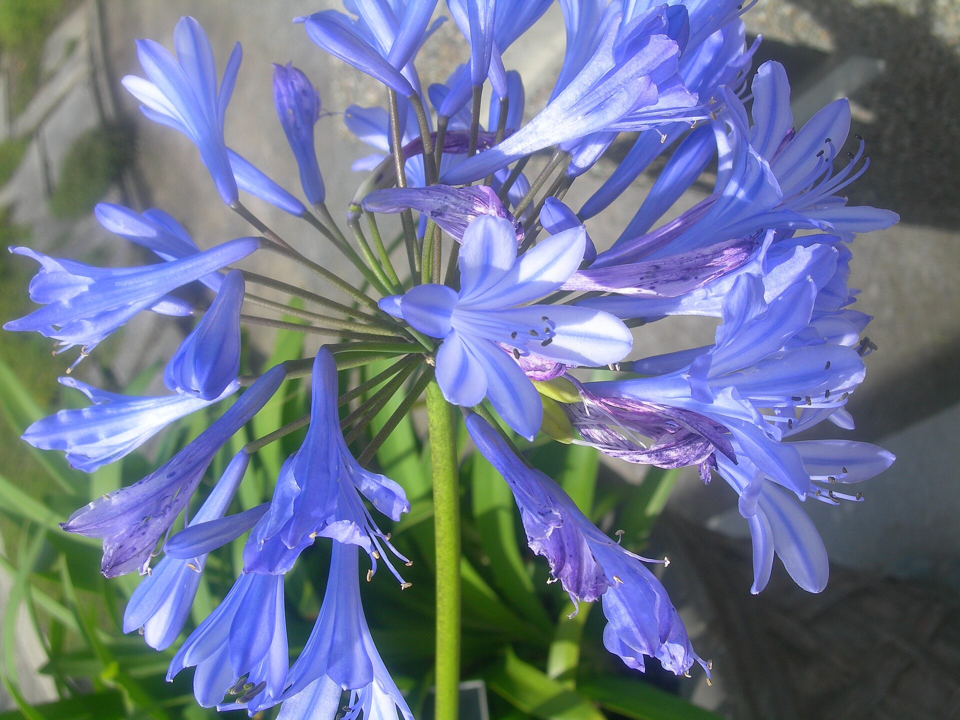 Ombelle d’agapanthe bleue, fleurs en trompette vues de près.