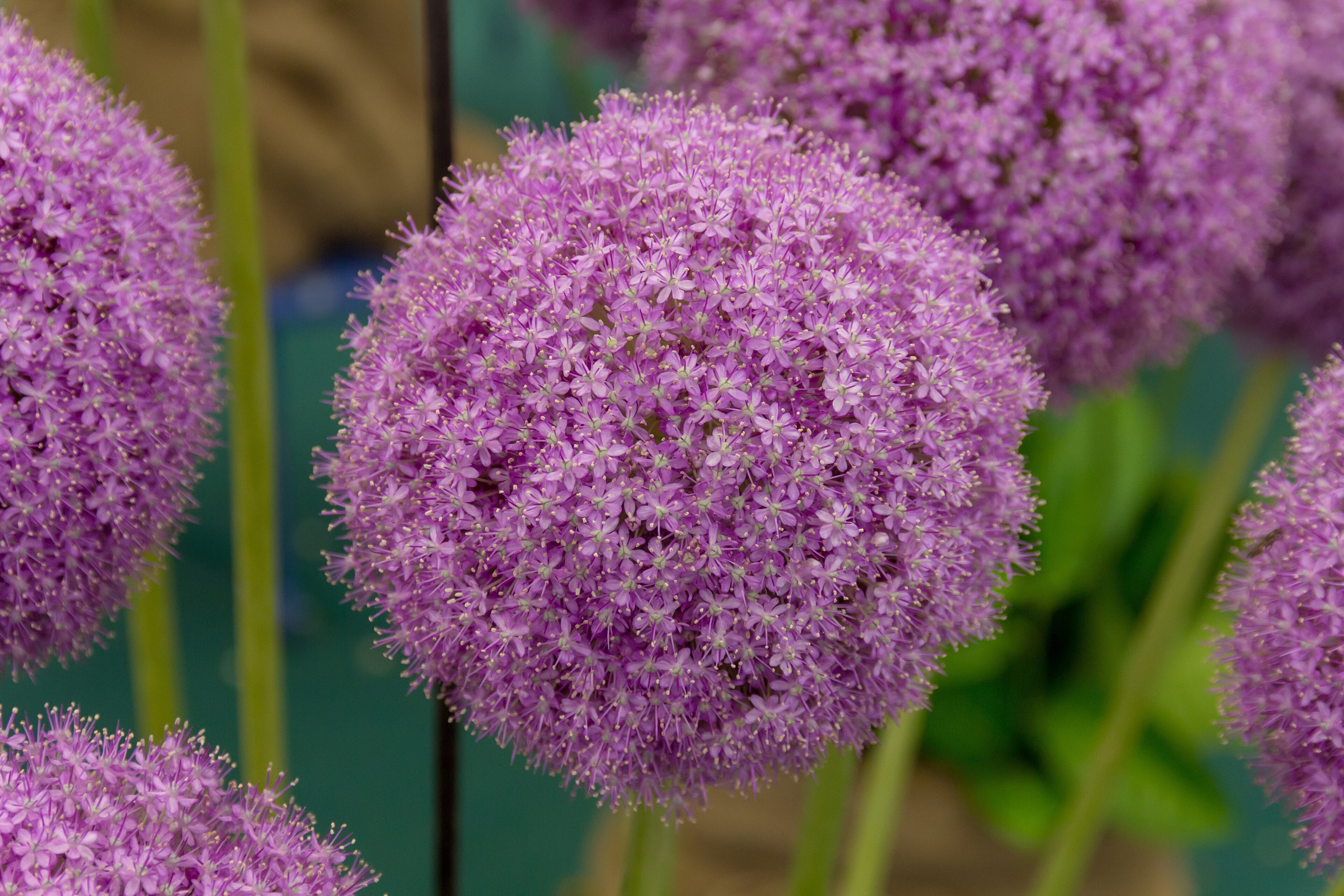 Sphères violettes d’allium en gros plan, inflorescences denses.