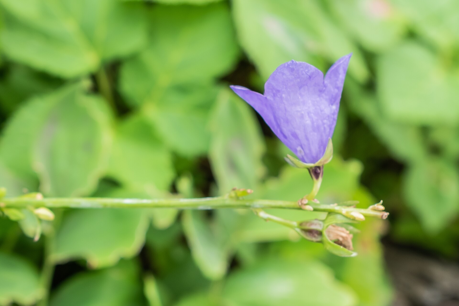 Une cloche de campanule bleue sur tige, boutons verts, feuillage flou.