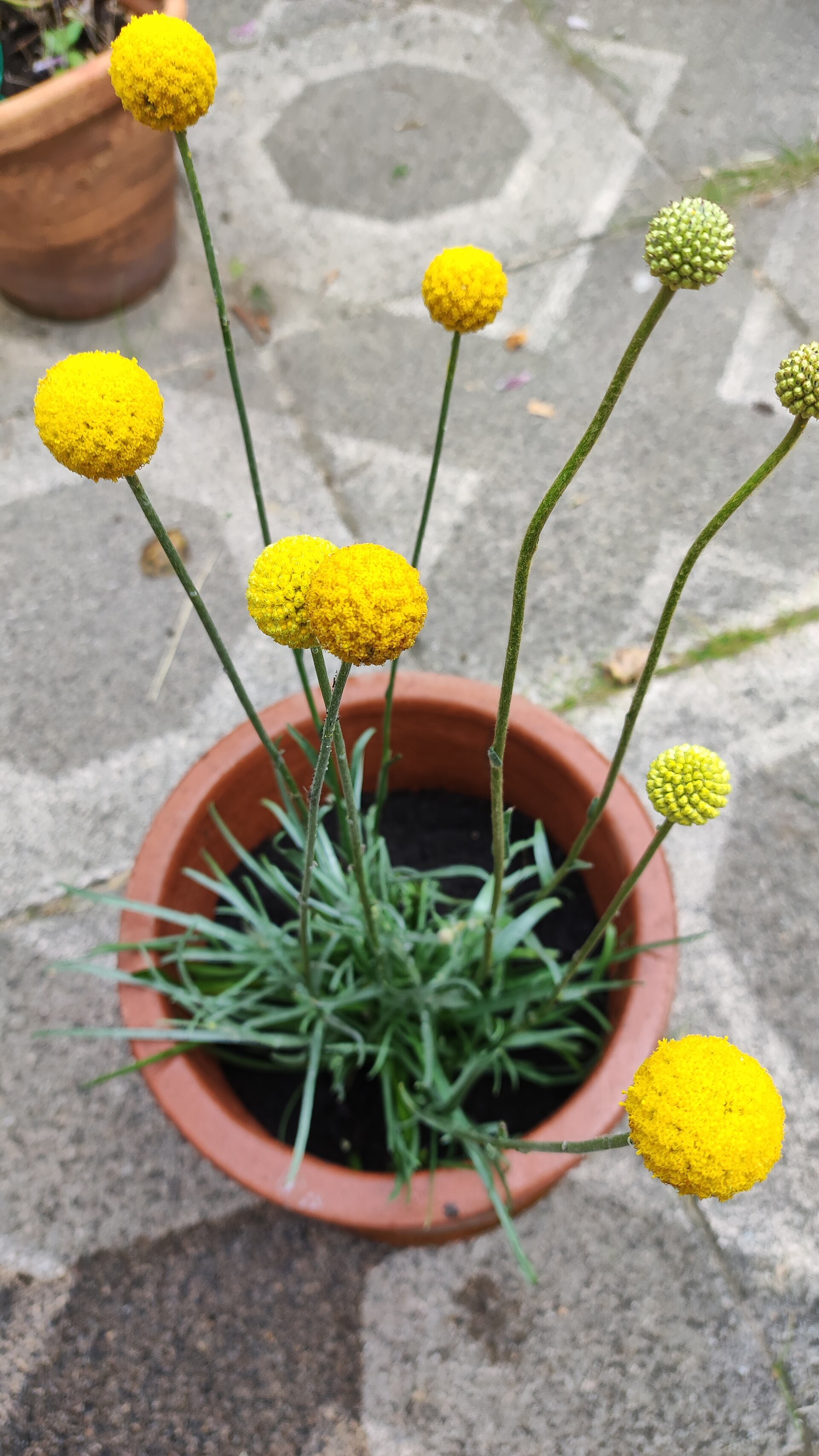 Craspédia jaune en pot de terre cuite, billes vertes encore fermées, dallage.