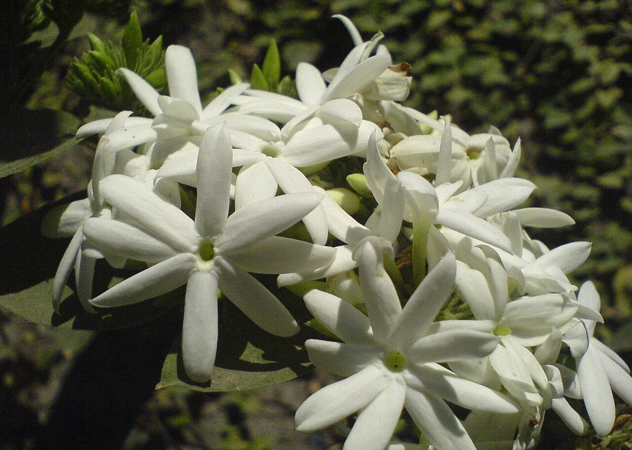 Corymbe de jasmin blanc en étoiles, centres verts, ombre de feuillage.