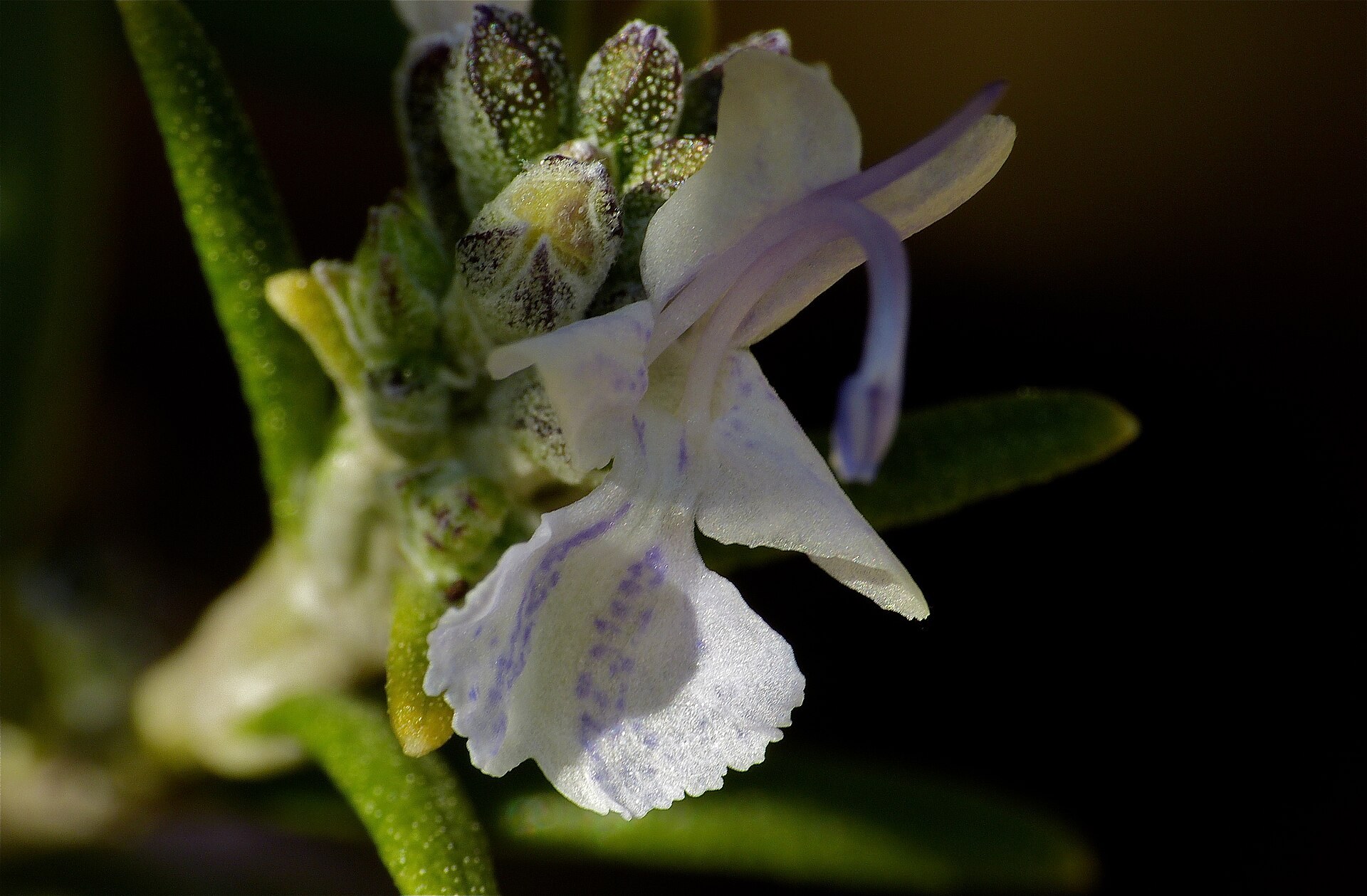 Fleur de romarin blanc-lilas en macro, boutons duveteux et aiguilles.